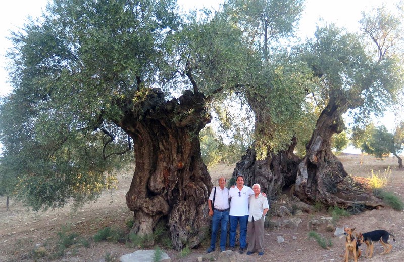 Llambregada Andalusia oliveres